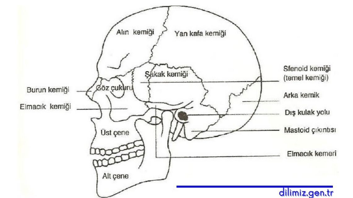 Kafatası Kemikleri