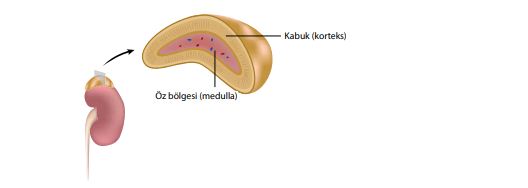 Böbrek üstü bezlerinin yapısı