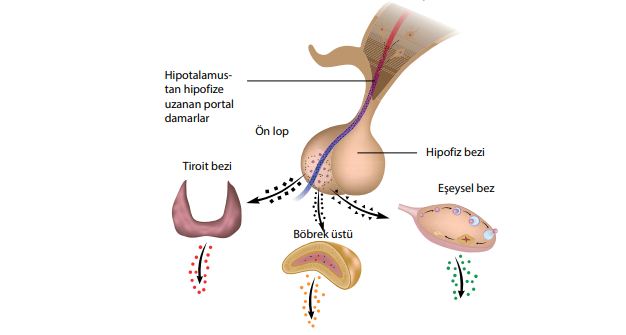 Hipotalamustan salgılanan hormonlar hipofizin ön lobundan salgılanan hormonların kontrolünü sağlar.