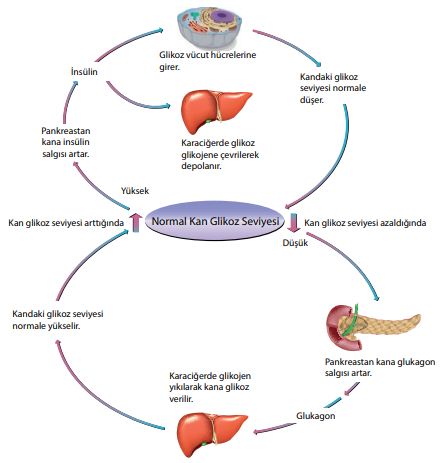 Kandaki glikoz seviyesinin düzenlenmesi