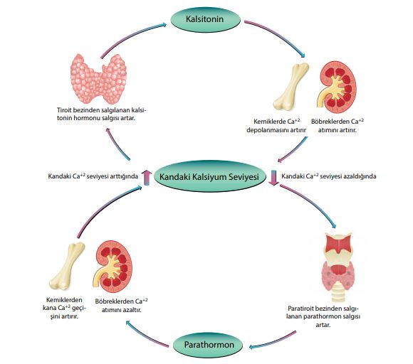 Kandaki kalsiyum seviyesinin düzenlenmesi