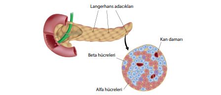 Pankreasın langerhans adacıkları