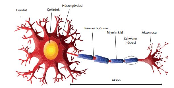 Sinir hücresinin yapısı