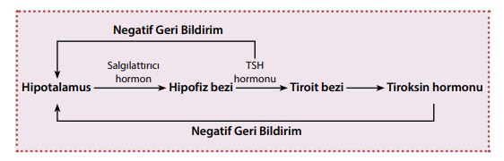 Tiroit bezi geri bildirimleri