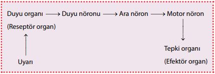 Uyarının nöronlar arasındaki ilerleyişi