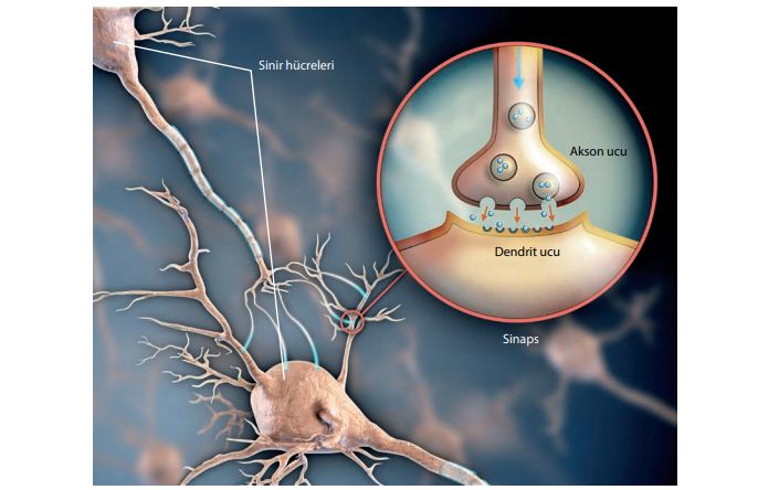İki sinir hücresi arasındaki sinaps