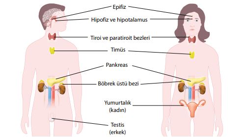 İnsan vücudunda hormon üreten bazı yapılar