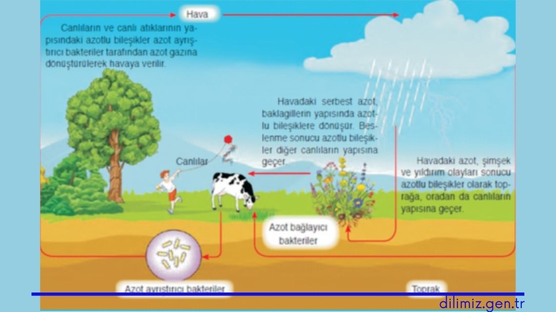 Azot Döngüsü