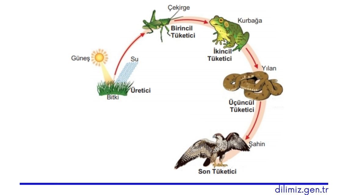 Besin Zinciri ve Enerji Akışı