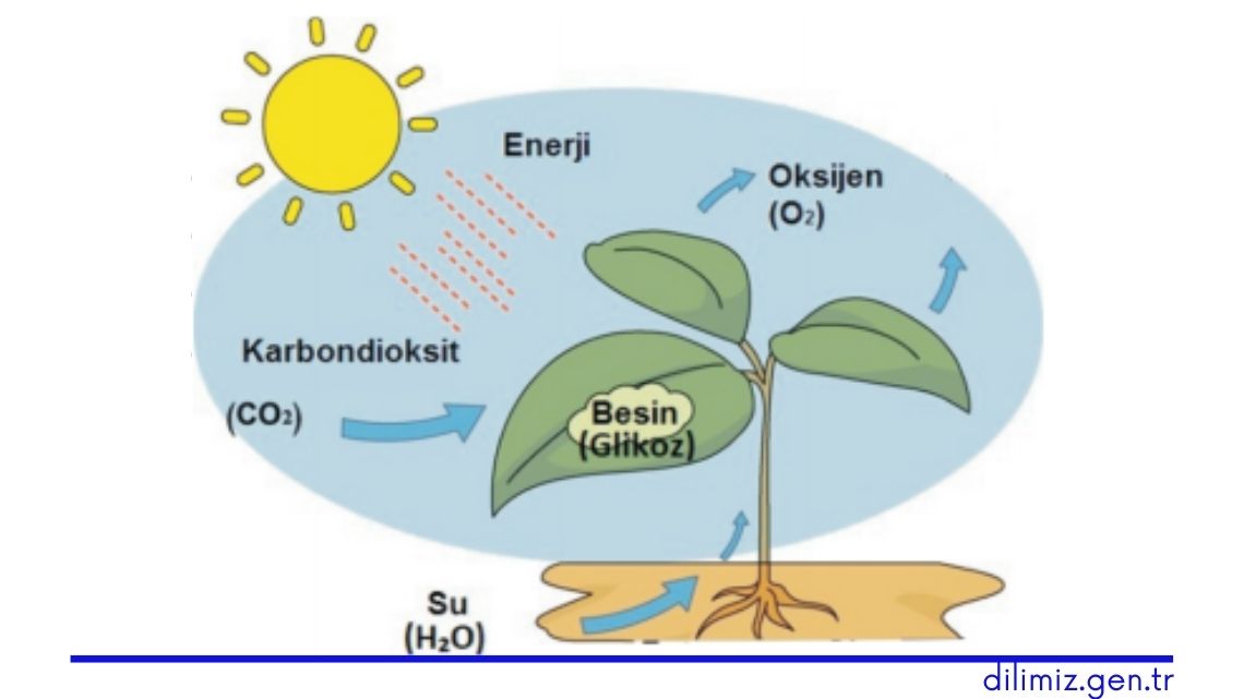 Fotosentez Nedir