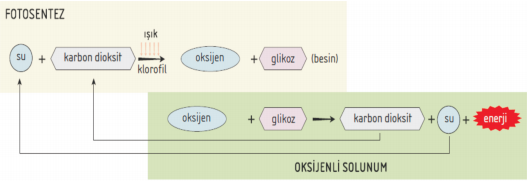 Fotosentez ve Hücresel Solunum İlişkisi