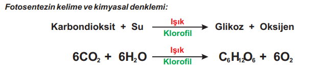 Fotosentezin kelime ve kimyasal denklemi