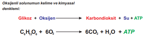 Oksijenli solunumun kelime ve kimyasal denklemi