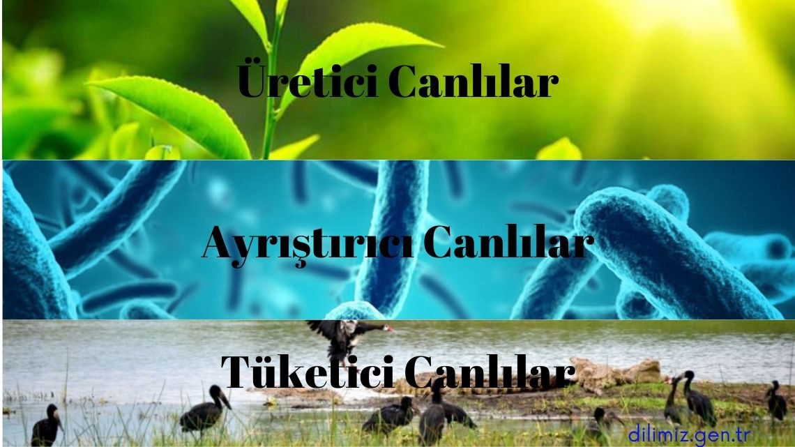 Üretici ayrıştırıcı ve tüketici canlılar