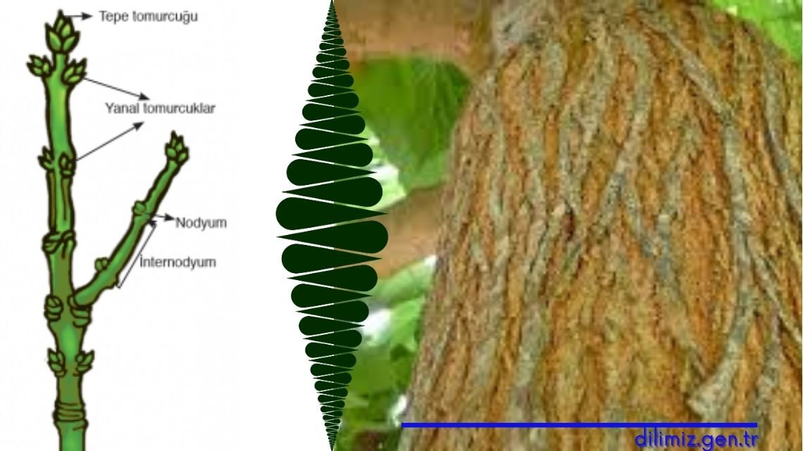 Bitkilerde gövde yapısı