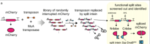 Transpozon Tipleri Nelerdir