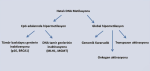 Transpozonların Hastalıklardaki Rolü Nedir