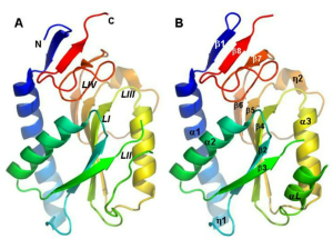 Üçüncül Protein Yapısı Nedir