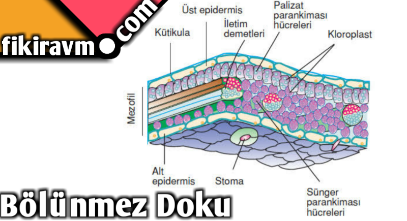 Bölünmez Doku