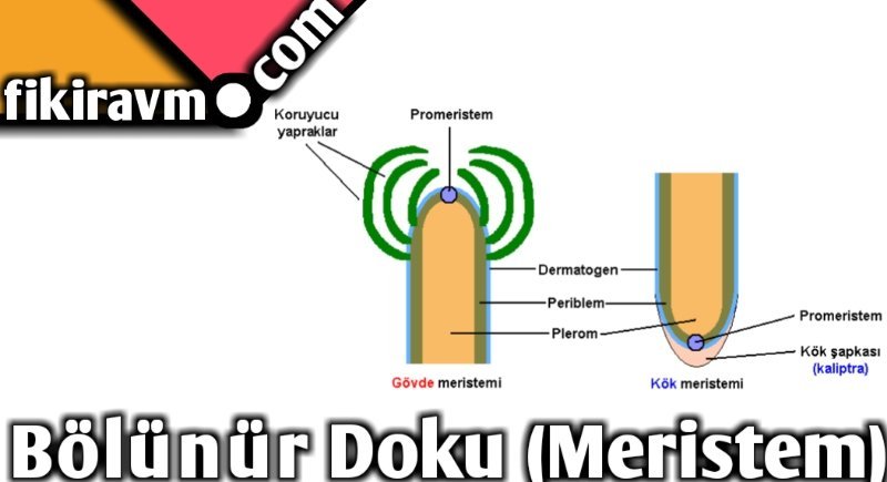 Bölünür Doku (meristem)