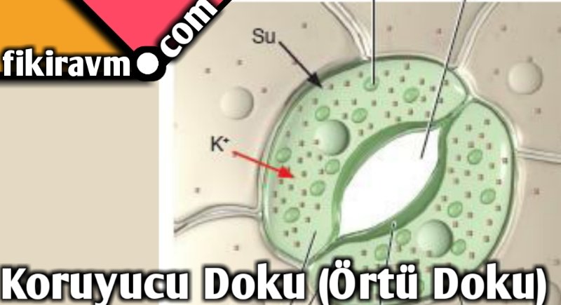 Koruyucu Doku (Örtü Doku)